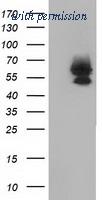 OriGene TA501768AM image 1