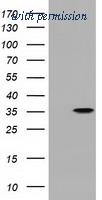 OriGene TA501771AM image 1