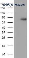 OriGene TA501780AM image 1