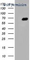 OriGene TA501783BM image 1