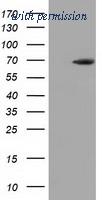 OriGene TA501795BM image 1