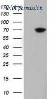 OriGene TA501797AM image 1