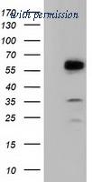 OriGene TA501800AM image 1