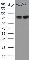OriGene TA501816AM image 1
