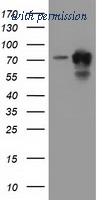OriGene TA501823AM image 1