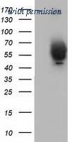 OriGene TA501826AM image 1