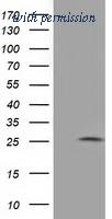 OriGene TA501834AM image 1