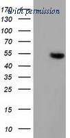 OriGene TA501859AM image 1