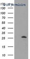 OriGene TA501863BM image 1