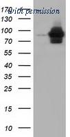 OriGene TA501867BM image 1