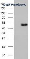 OriGene TA501875AM image 1