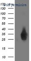 OriGene TA501880AM image 1