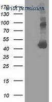 OriGene TA501884BM image 1