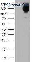 OriGene TA501894AM image 1