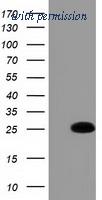 OriGene TA501903AM image 1