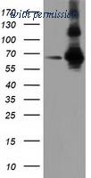 OriGene TA501906BM image 1