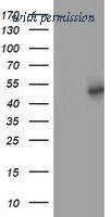 OriGene TA501908BM image 1
