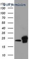 OriGene TA501915BM image 1