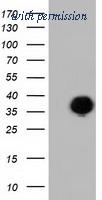 OriGene TA501916AM image 1