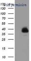 OriGene TA501917AM image 1