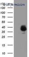 OriGene TA501922BM image 1