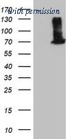 OriGene TA501927BM image 1