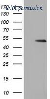 OriGene TA501932AM image 1