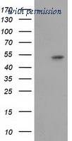 OriGene TA501936BM image 1