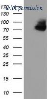OriGene TA501940BM image 1