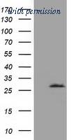 OriGene TA501941AM image 1