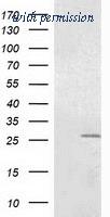 OriGene TA501942BM image 1