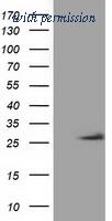 OriGene TA501943AM image 1