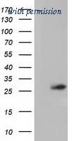 OriGene TA501944AM image 1