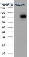 OriGene TA501953BM image 1