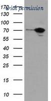 OriGene TA501954AM image 1