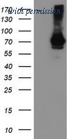OriGene TA501956AM image 1