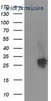 OriGene TA501962BM image 1