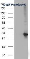 OriGene TA501963BM image 1