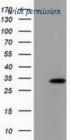 OriGene TA501964BM image 1