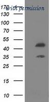 OriGene TA501967AM image 1