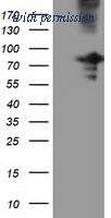 OriGene TA501976AM image 1