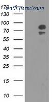 OriGene TA501977AM image 1