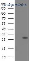 OriGene TA501982AM image 1