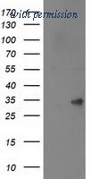 OriGene TA501983BM image 1