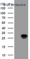 OriGene TA501984BM image 1