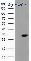 OriGene TA501985AM image 1