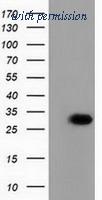 OriGene TA501994AM image 1