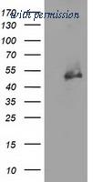 OriGene TA501999BM image 1