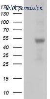 OriGene TA502017BM image 1