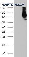 OriGene TA502024BM image 1